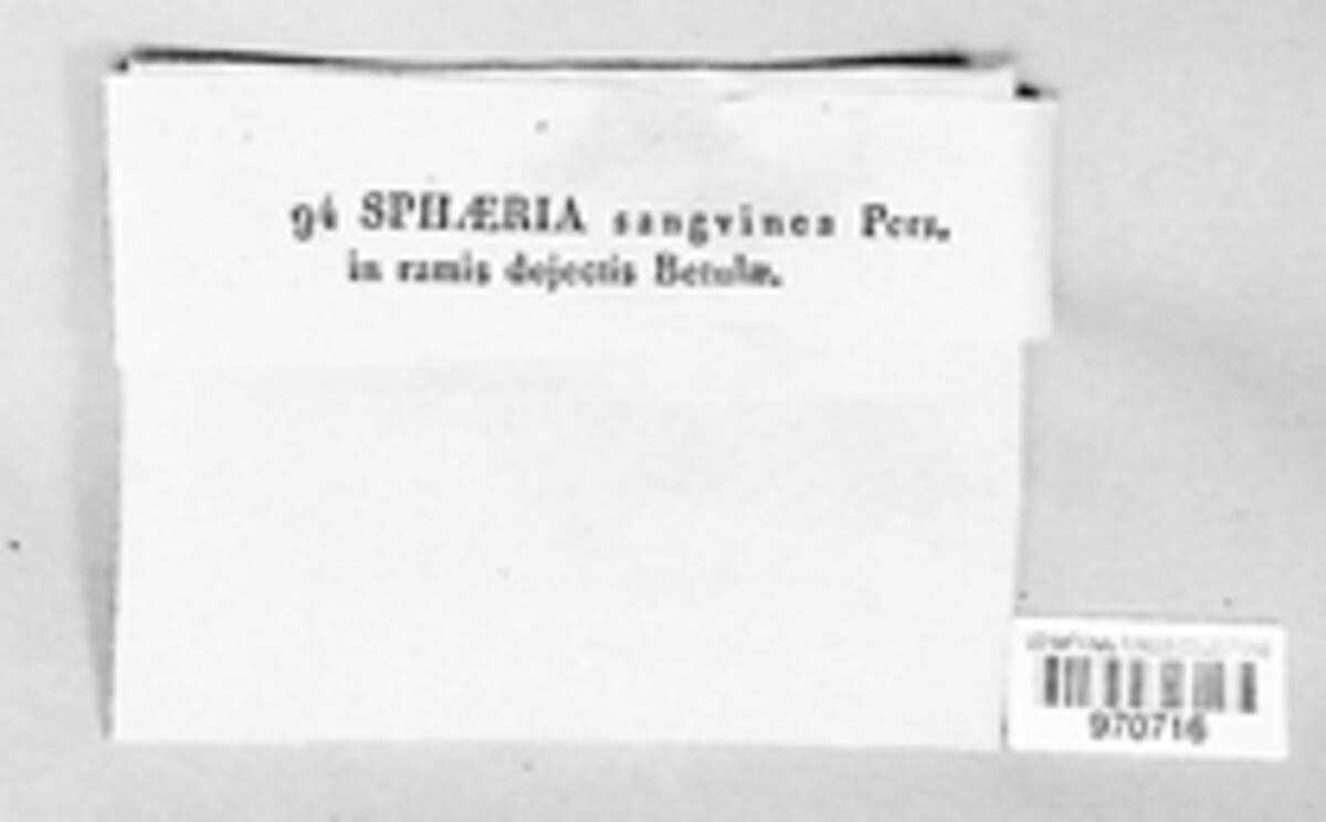 Dialonectria sanguinea image